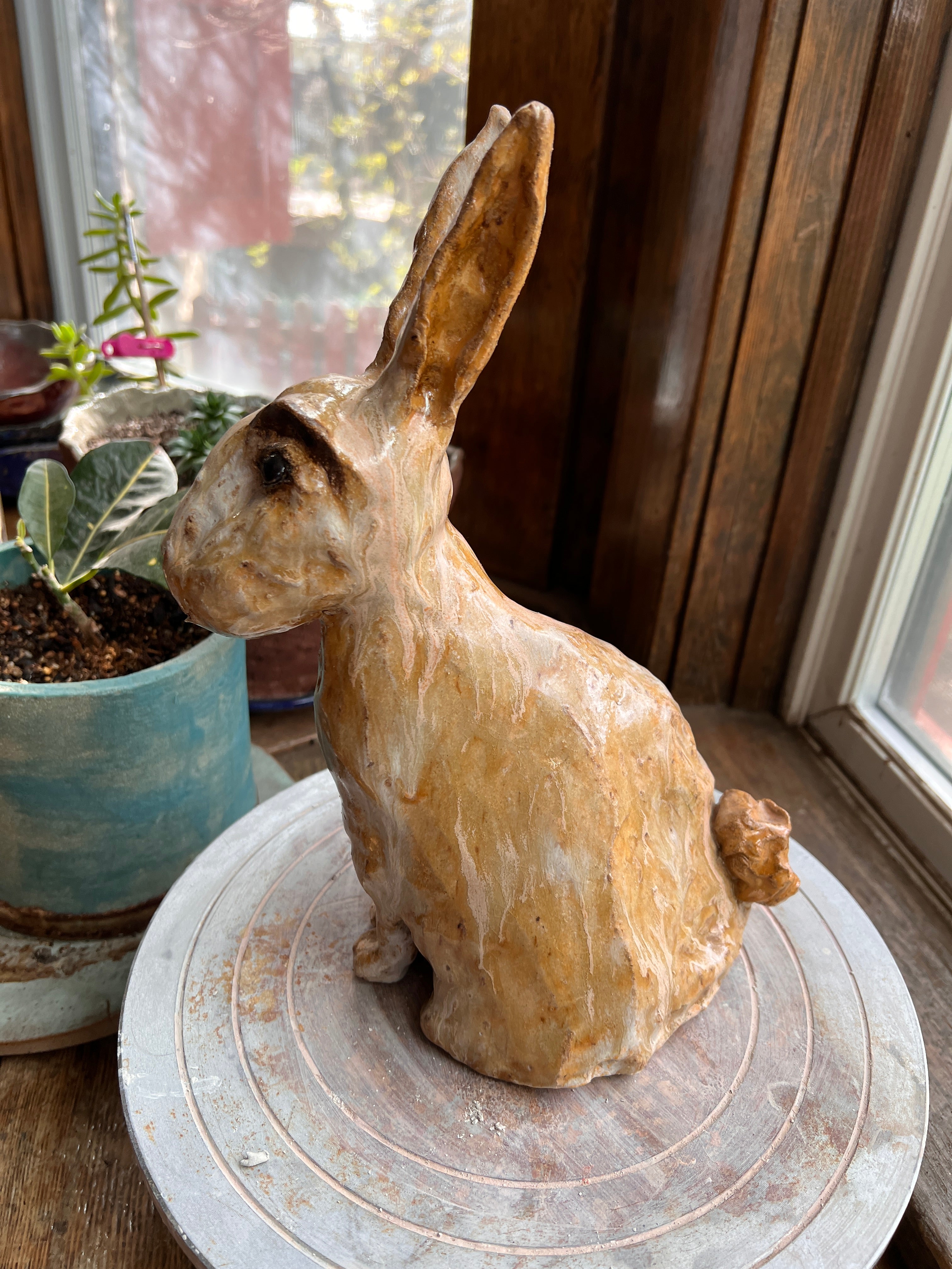 Vesper The country rabbit — a good-natured garden regular